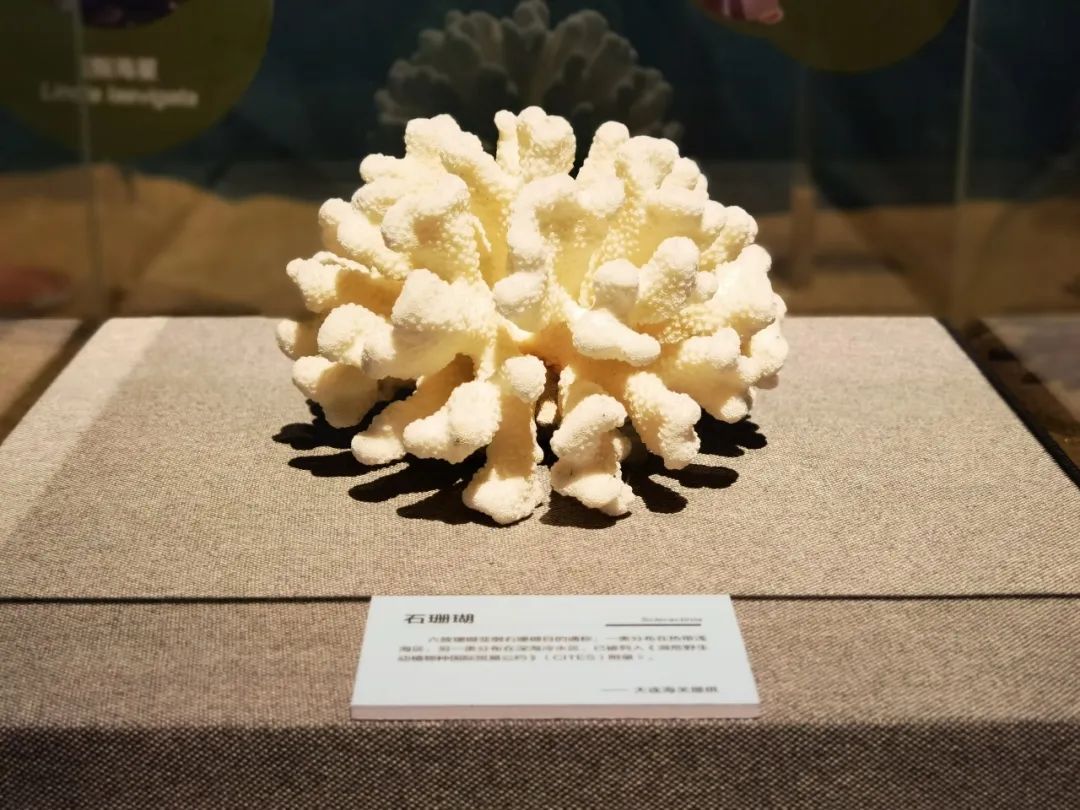 石珊瑚