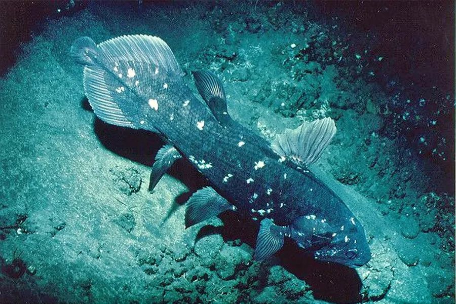 拉蒂邁魚Latimeria chalumnae,，南海無(wú)分布,。動(dòng)物“活化石”之一的拉蒂邁魚，屬肉鰭魚類,，其胸,、腹、臀鰭和第二背鰭是肉質(zhì)的,，四足動(dòng)物的四肢便由這些魚鰭演化而來(lái),。