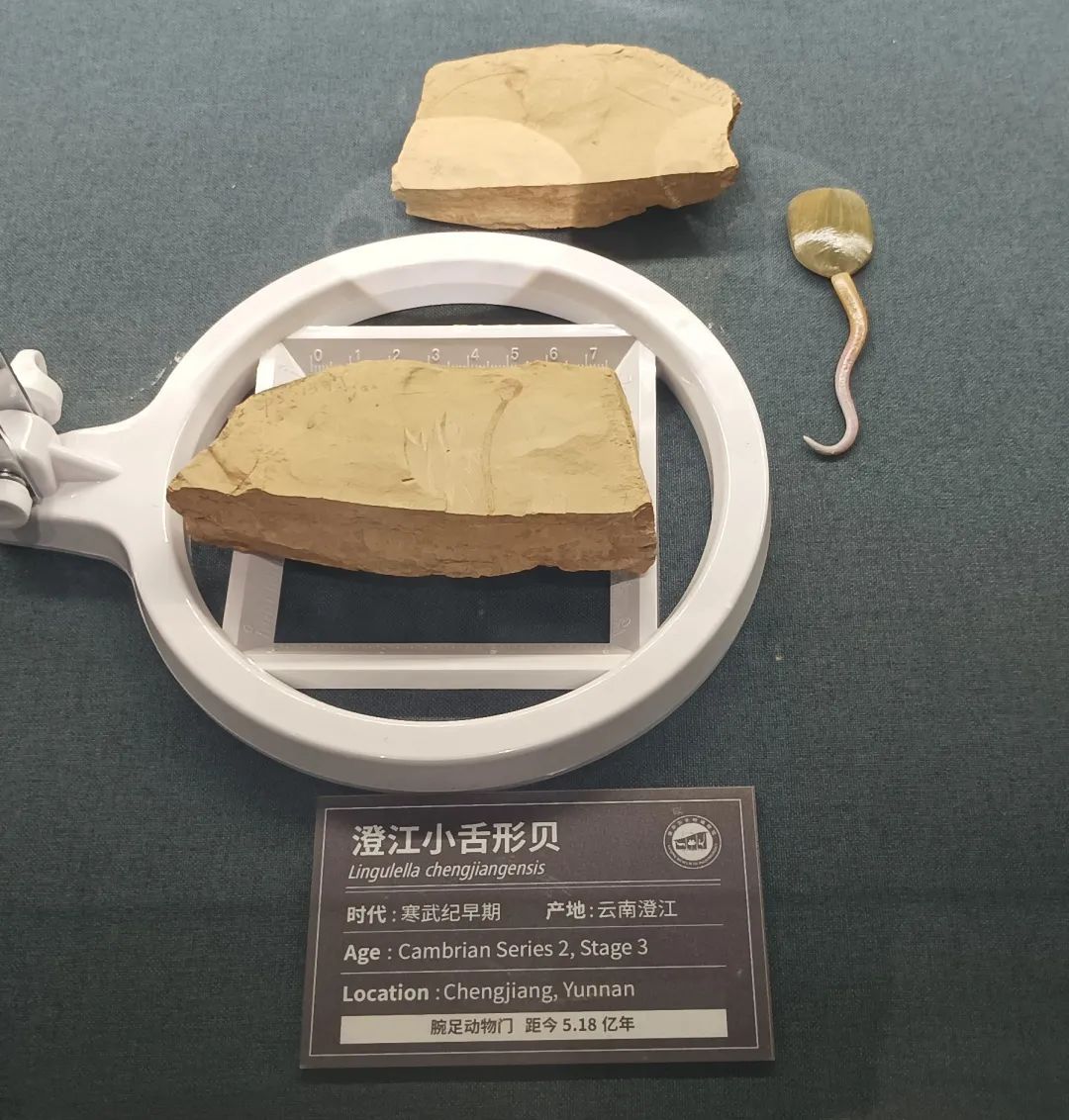 澄江小舌型貝Lingulella chengjiangensis化石  南京古生物博物館藏