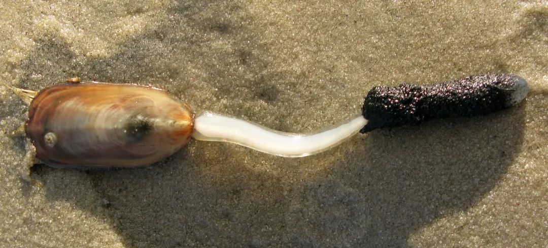 鴨嘴海豆芽Lingula anatine南海有分布