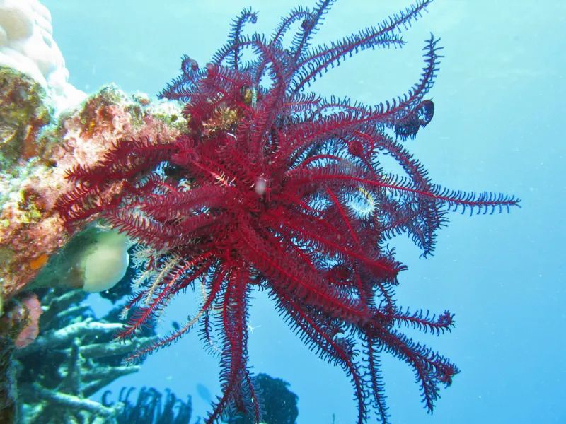 多腕櫛羽星Phanogenia multibrachiata  南海有分布