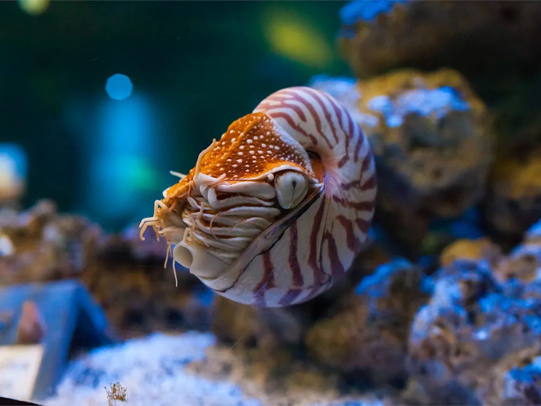 珍珠鸚鵡螺Nautilus pompilius  南海有分布