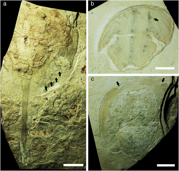 鱟屬Tachypleus syriacus化石