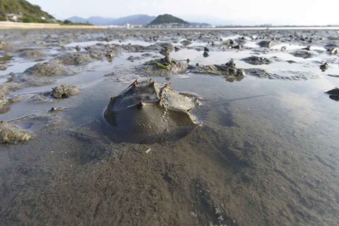 中國(guó)鱟Tachypleus tridentatus  南海有分布