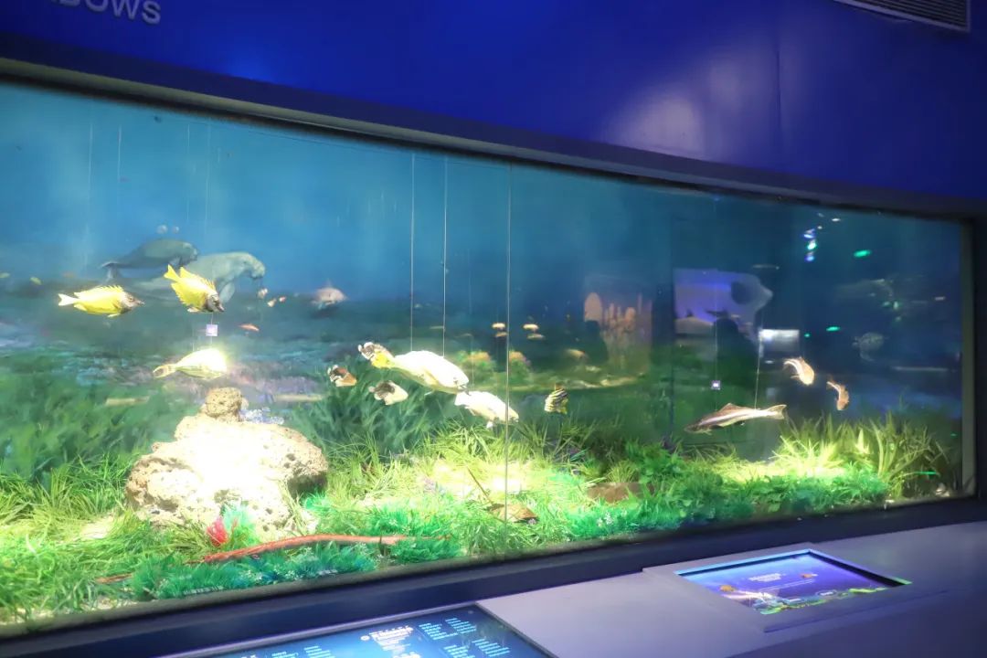 展廳海草床生態(tài)系統(tǒng)模擬場景
