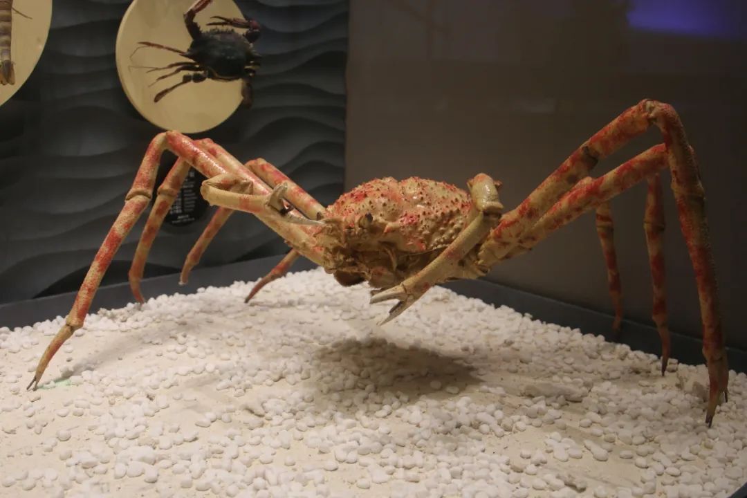 蝦蟹標本