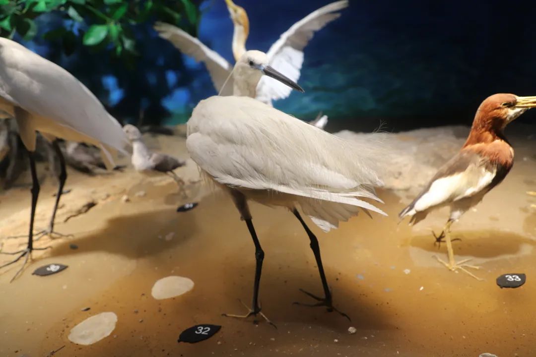 小白鷺