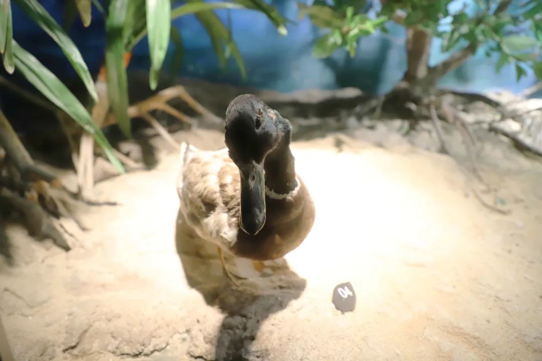 綠頭鴨