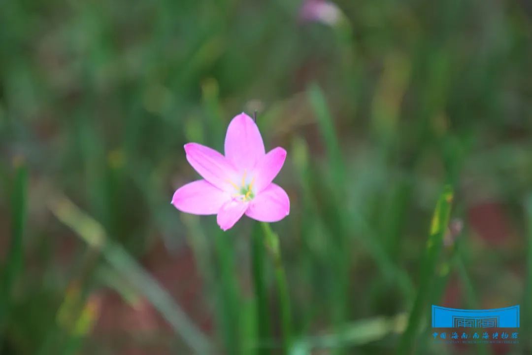 粉蔥蘭