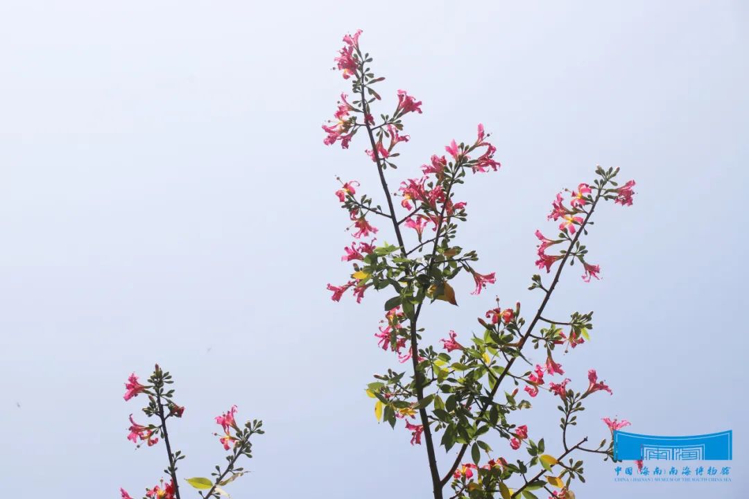 美麗異木棉花